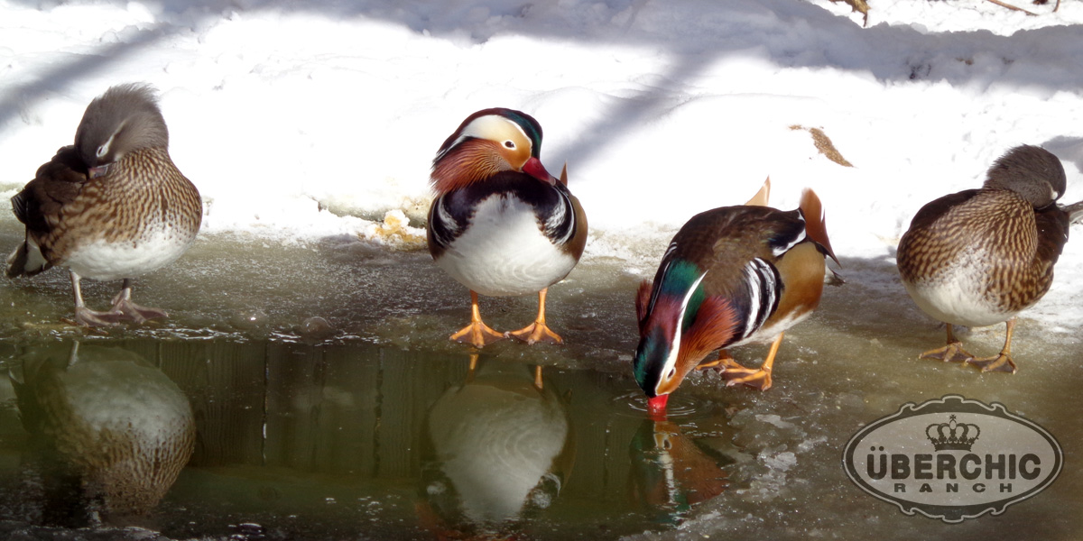 Mandarin Duck Pairs Winter
